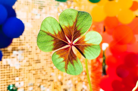 Who's Ready to Paddy? Your Guide to St. Patrick's Day Events at UTC