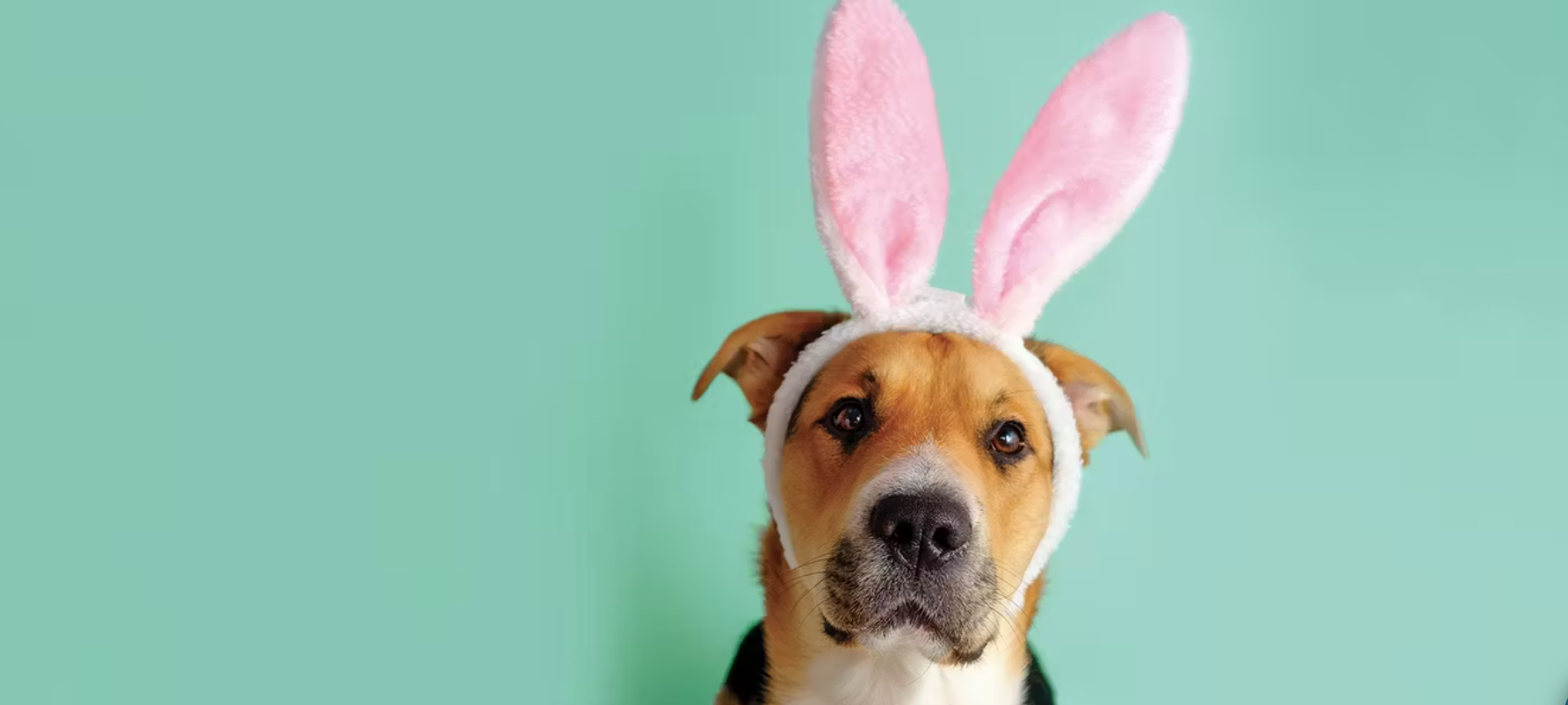 Pet Photos with the Easter Bunny University Town Center Sarasota
